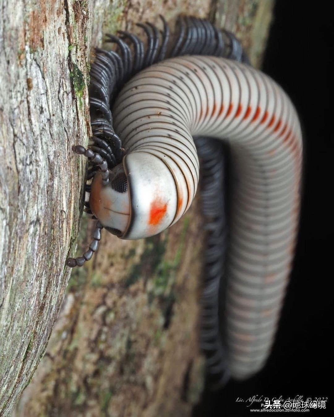 十大深海神秘巨型生物图片,天空拍到的像水母生物图