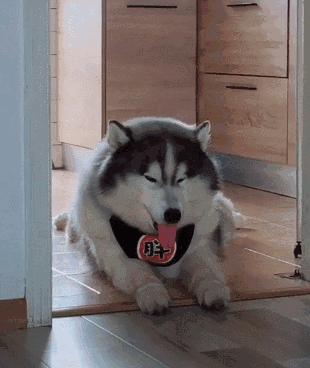 阿拉斯加值得买保险吗,朱顶红阿拉斯加的优缺点