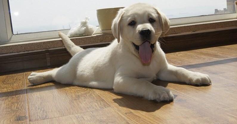 好养温顺的狗狗,哪种狗狗最温顺最聪明好养不掉毛