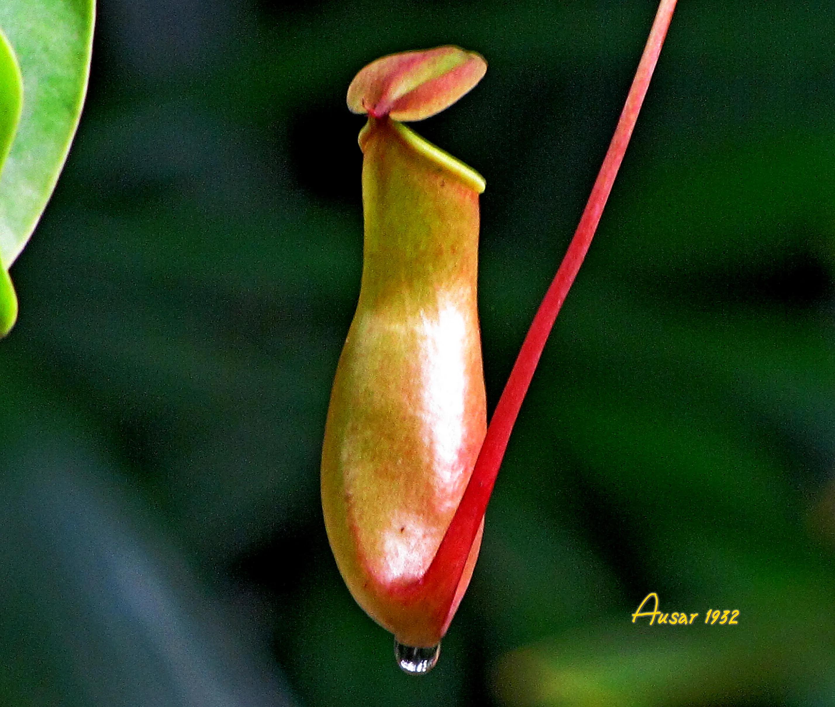 猪笼草捕食昆虫的过程视频,猪笼草捕食昆虫视频完整版