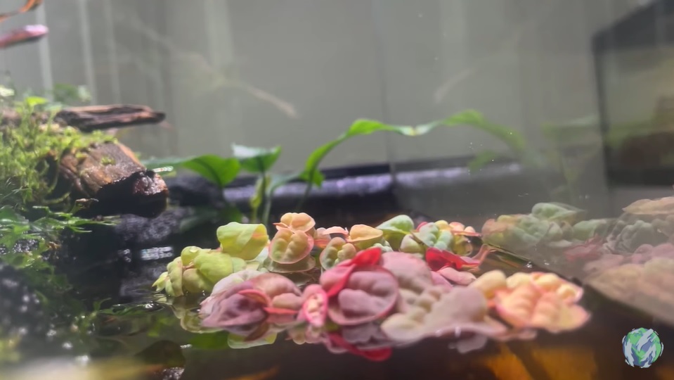 美国小哥在卧室建出一缸热带雨林，食物链环环相扣，太强了