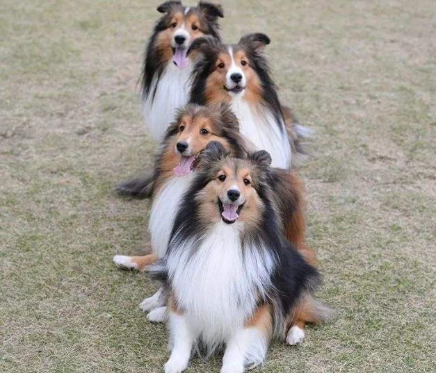 喜乐蒂幼犬多少钱一只,喜乐蒂多少钱一只