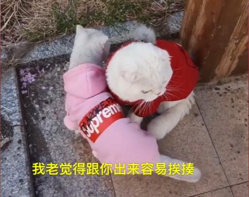 猫界顶流刘二豆,喵界顶流二豆