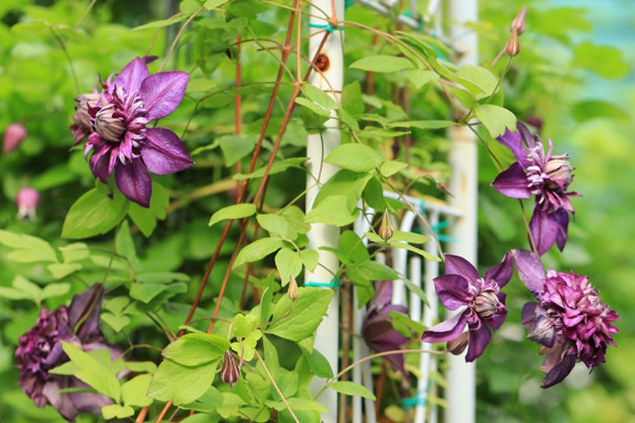 铁线莲春天从根部发芽,春天铁线莲管理方法