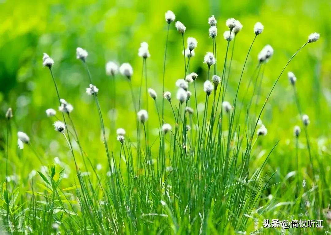 是时方盛夏，风物自潇洒