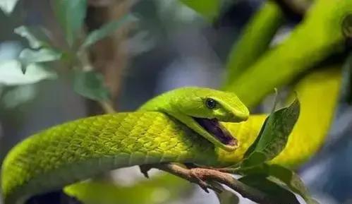 1995年，吉林一女子和蛇同床12年后毫发无伤，甚至还能听懂她的话