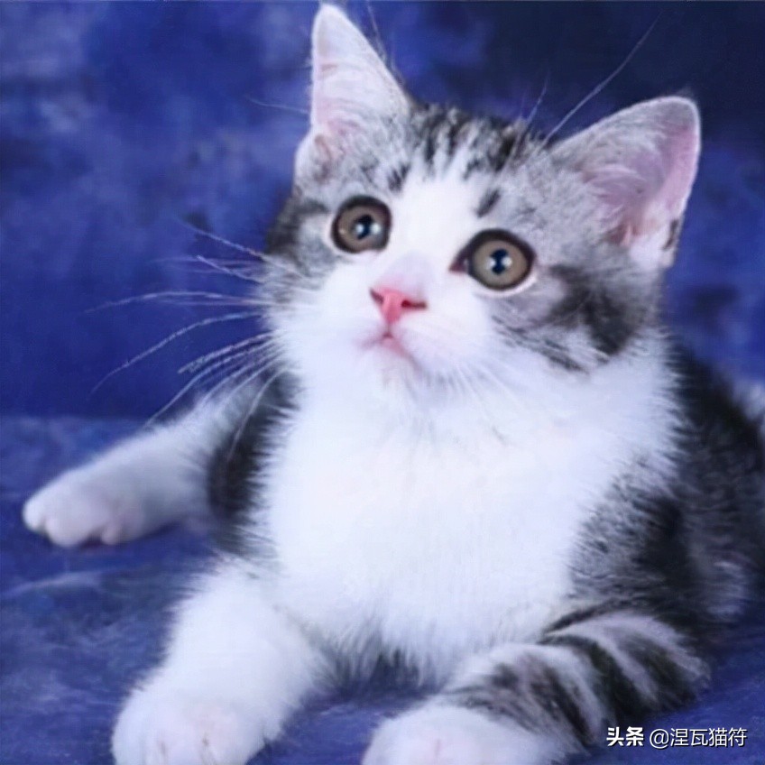 美短棕虎斑成年猫多少钱,美短虎斑猫有白毛领