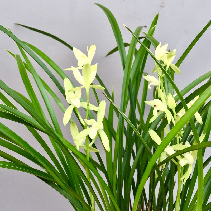 养兰花心情是愉悦的,养兰花对感情有帮助吗