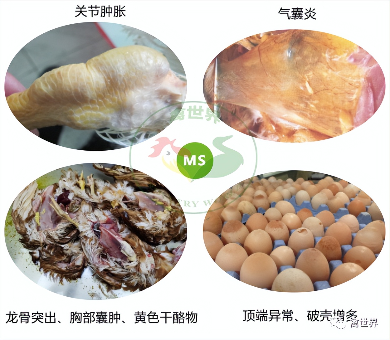 大数据｜2019年-2022年4月我国鸡滑液囊支原体流行病学调查报告