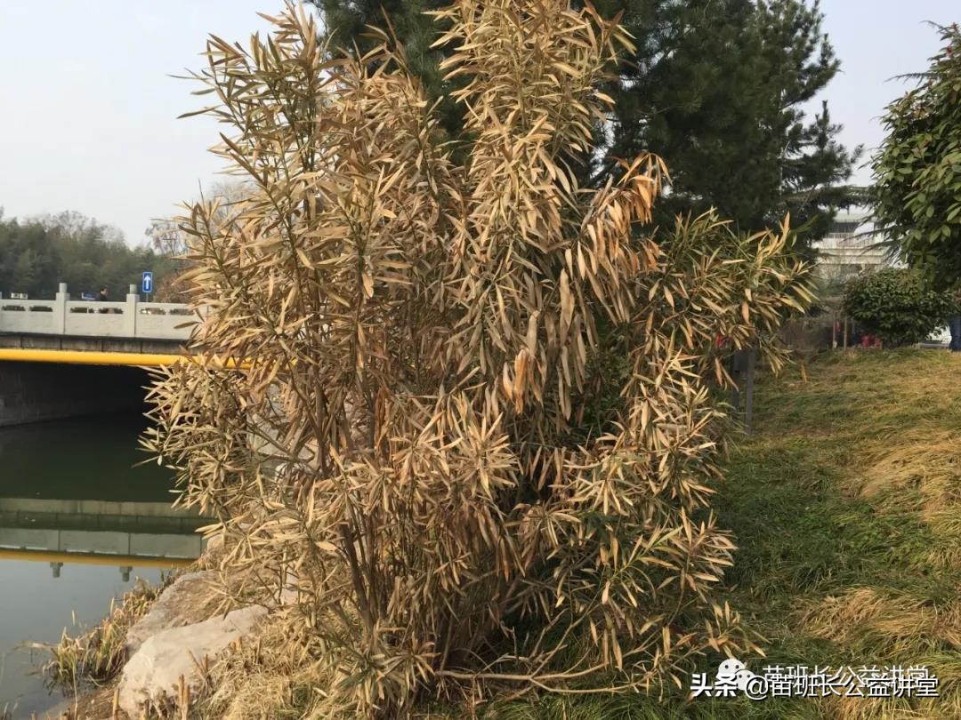 园林树木冻害的调查,苗木冻害是怎么回事