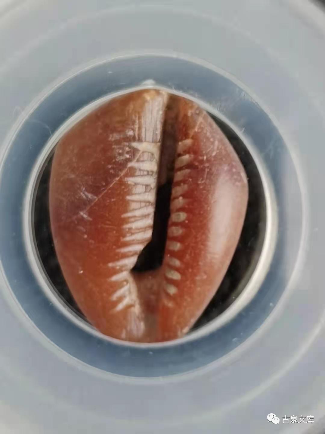 天然贝币真品价格,原始贝币发展史