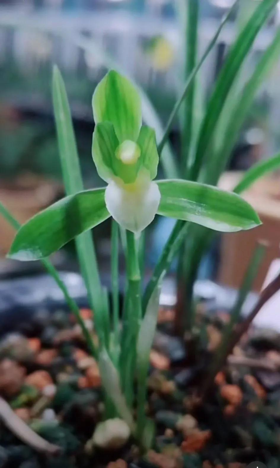 最名贵十种兰花盆景欣赏,名贵野生兰花