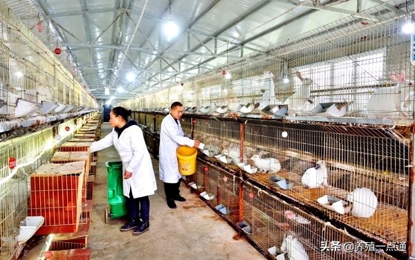 夏季兔舍如何降温,夏天太热如何给兔舍降温