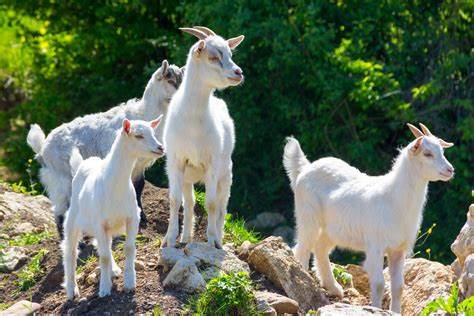 为什么说进化论是生命科学的基石,生命的起源究竟神创论还是进化论