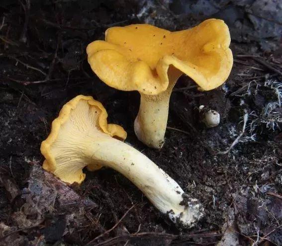 爱的魔力转圈圈蘑菇头,爱的魔力转圈圈彩虹伞