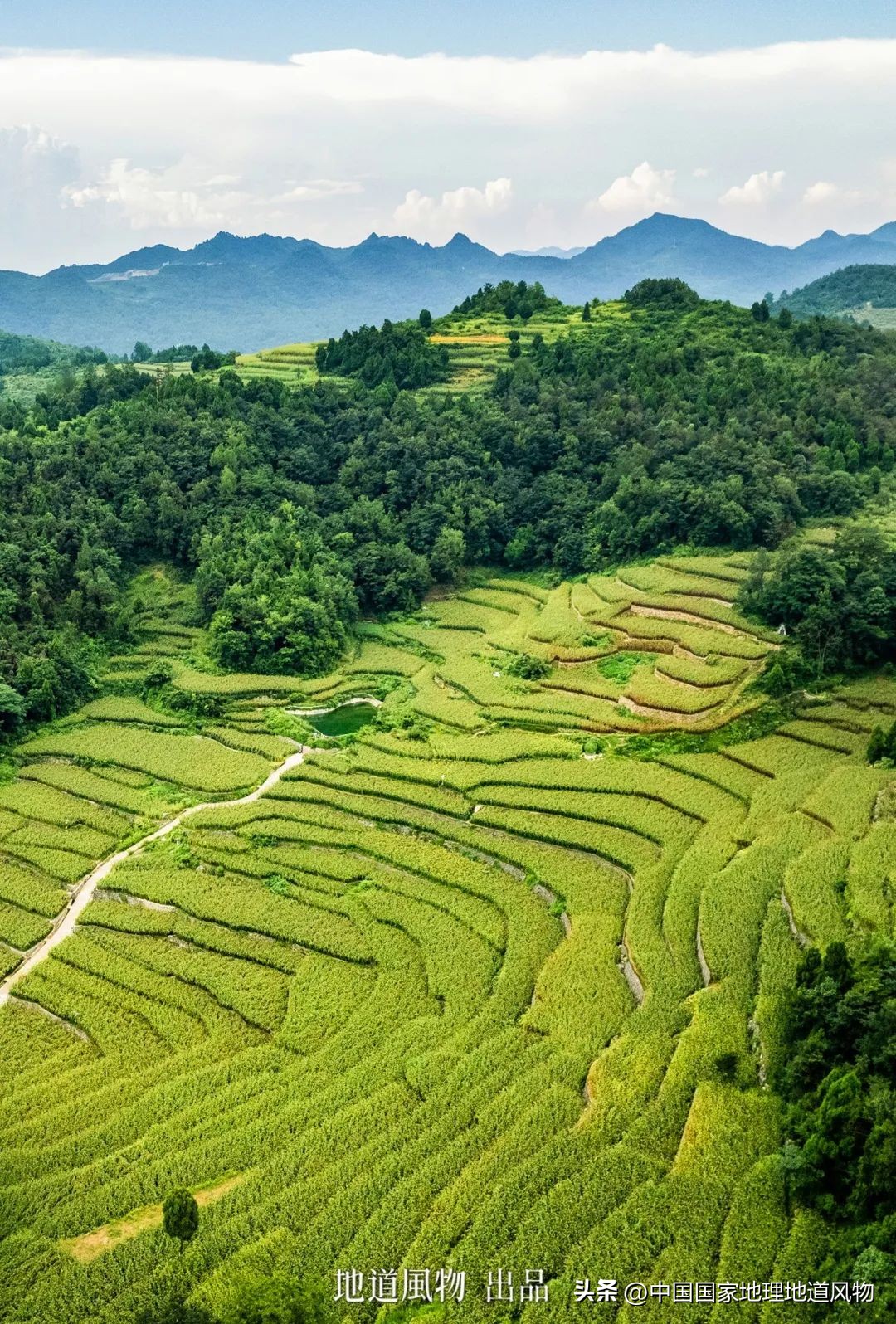 茅台酒的味道是香精调出来的吗,茅台酒的酱香是什么酱