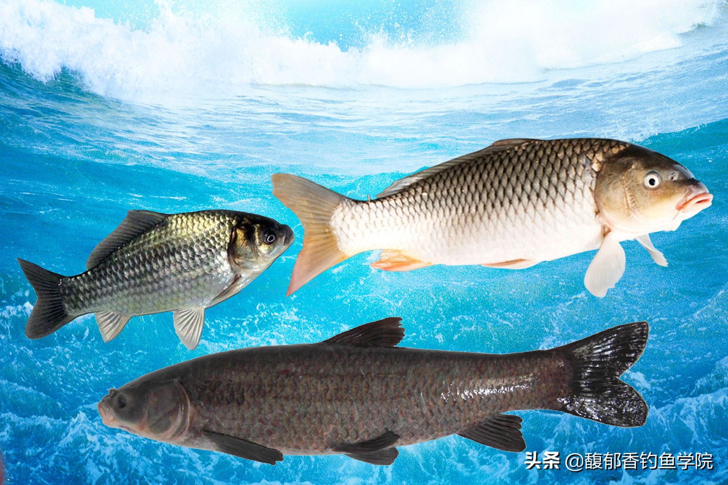 哪些鱼类耐寒能力强？哪些鱼类最耐热？根据温度来对鱼进行分类