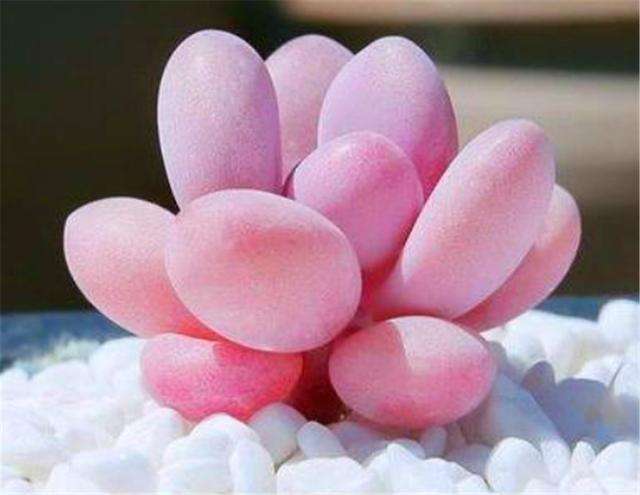 桃蛋叶片又瘪又长怎么办,桃蛋爱掉叶子怎么回事