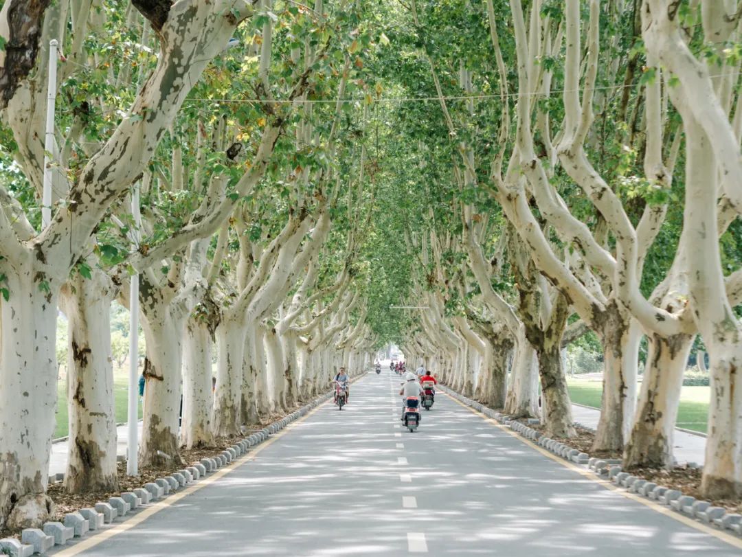 南京土著回忆全纪录