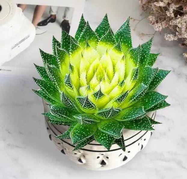 卧室养什么绿植能产生负氧离子,家里放多少绿植负氧离子多