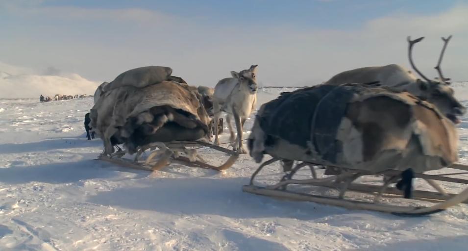 俄罗斯牧民有多少钱,俄罗斯鄂温克人饲养驯鹿