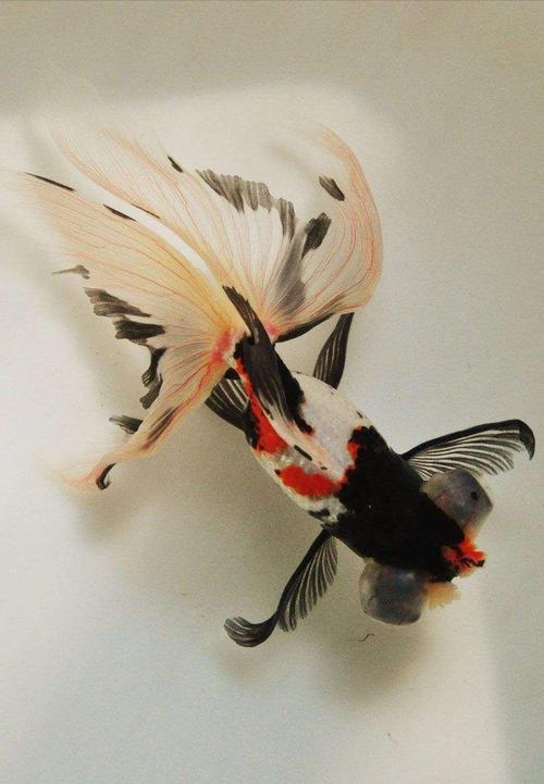 金鱼如何挑选小视频,怎么在渔场挑选金鱼