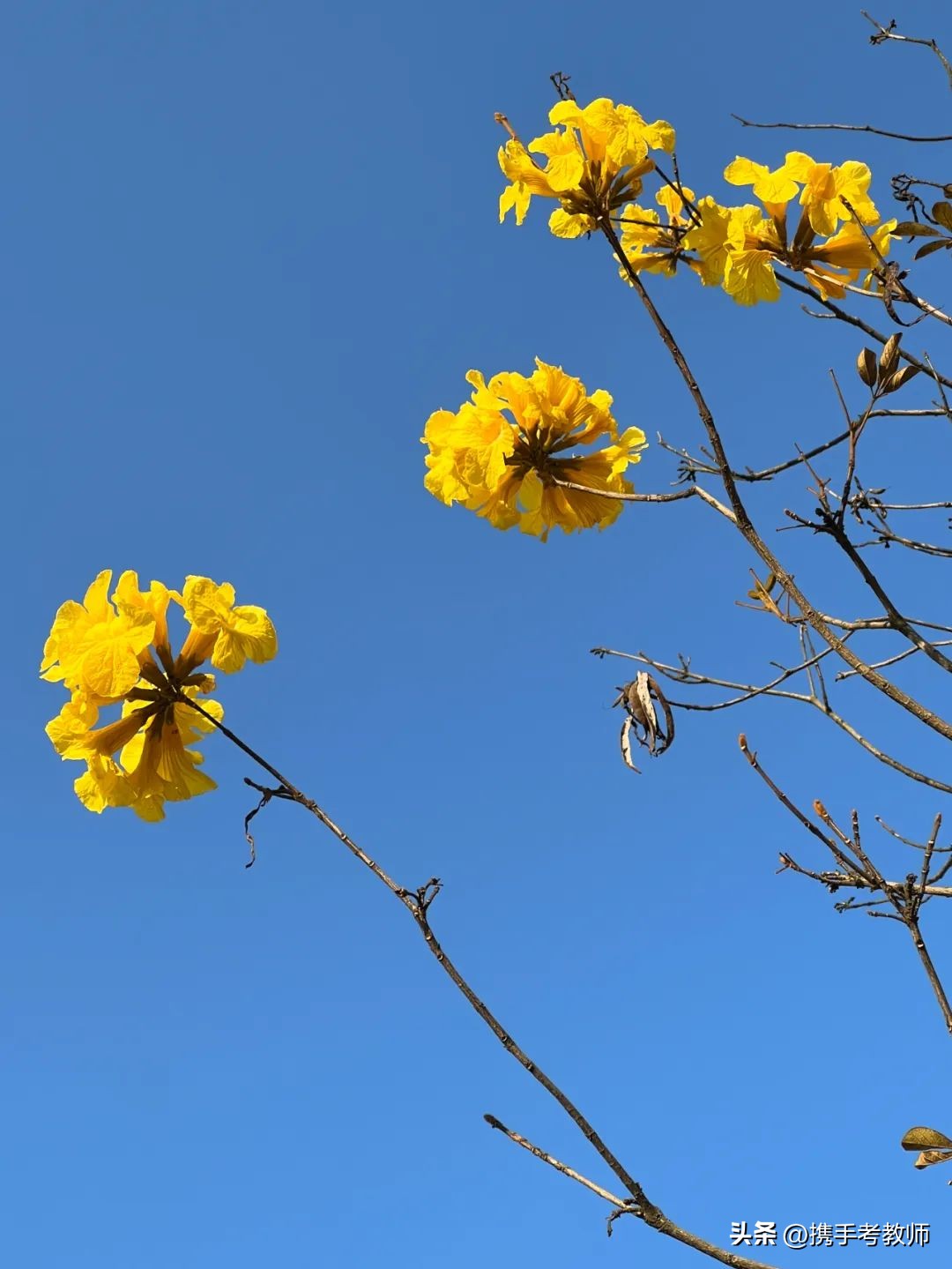 黄花风铃木品种介绍,黄花风铃木生长缓慢