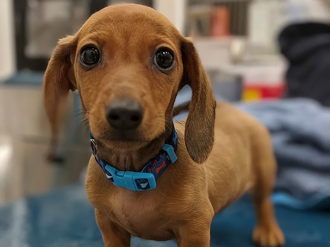 铲屎官感染了新冠能传给狗吗,确诊阳性铲屎官如何保护宠物