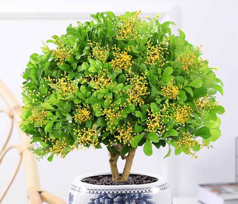 米兰花四季养护要点有哪些,米兰花有花骨朵为什么不开花呢