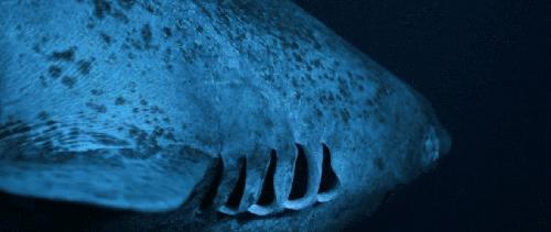 达摩鲨咬死虎鲸,被达摩鲨咬过的虎鲸