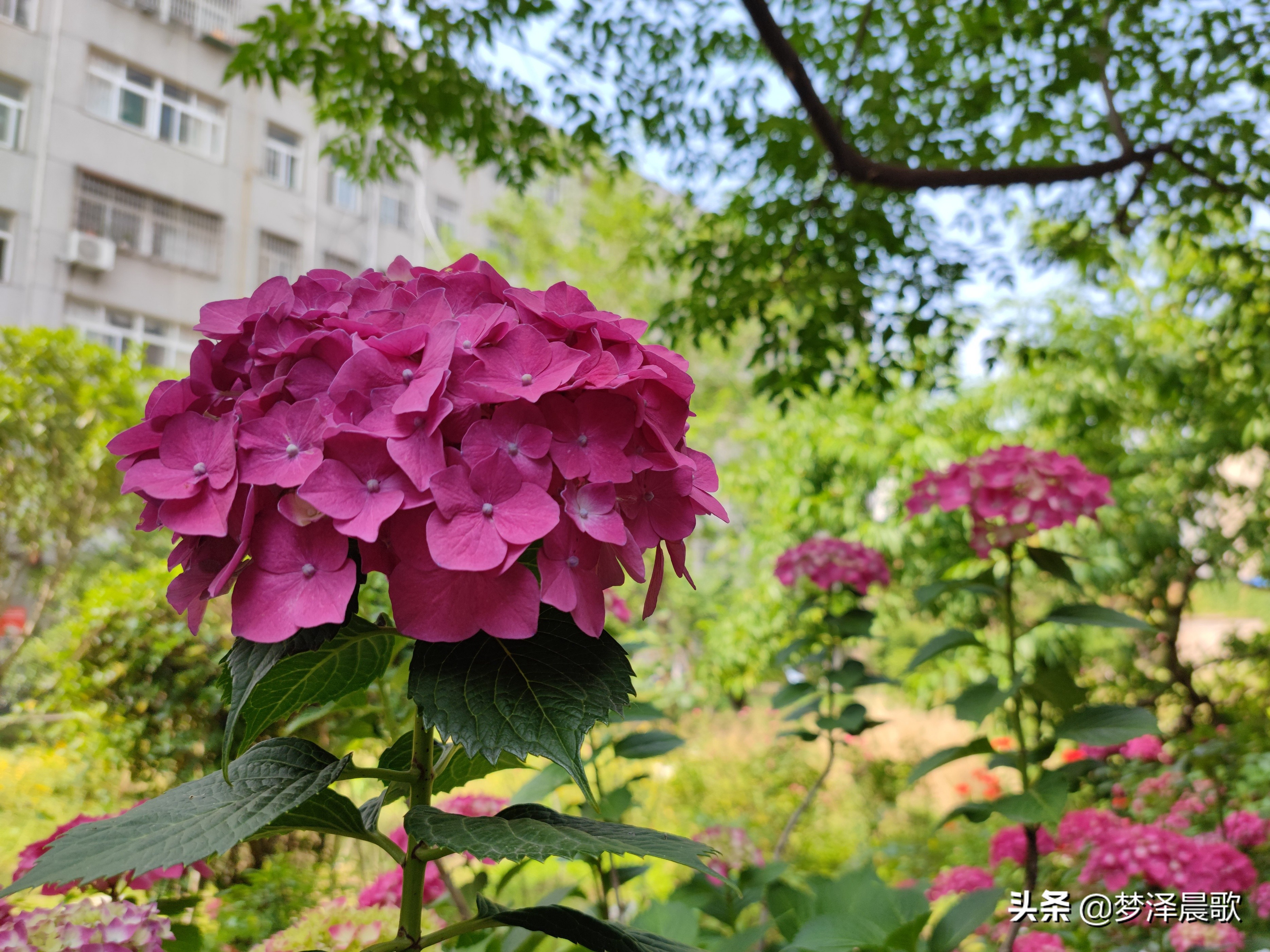 绣球花季不可错过的风景,满山遍野绣球花开惹人醉