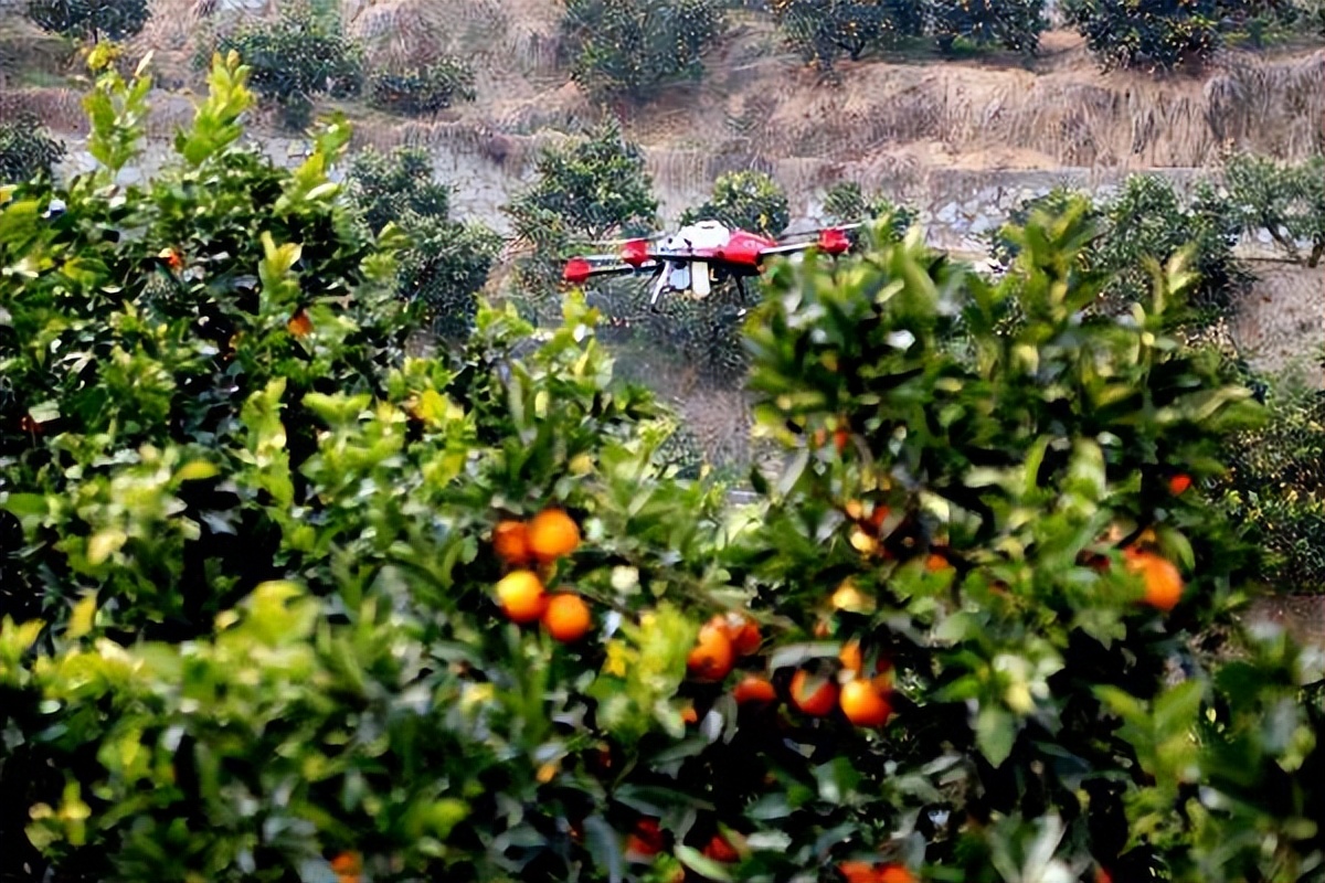 打完农药就下雨有效果吗,打完药就下雨了还有药效吗