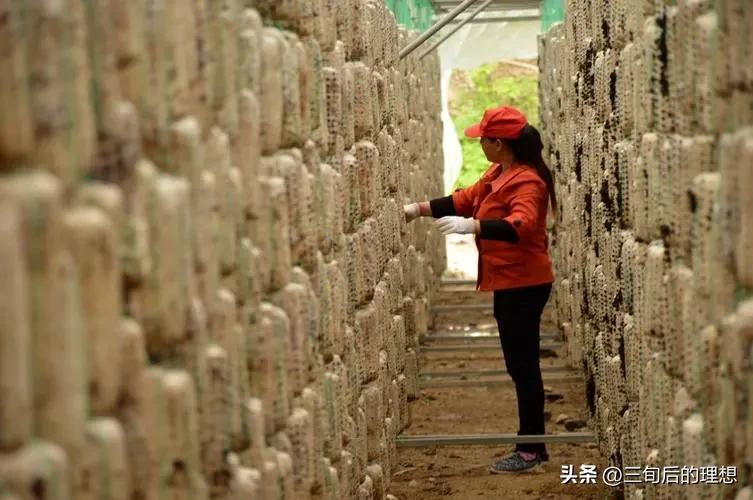 种植木耳和野生木耳,种植木耳的技术要点是什么