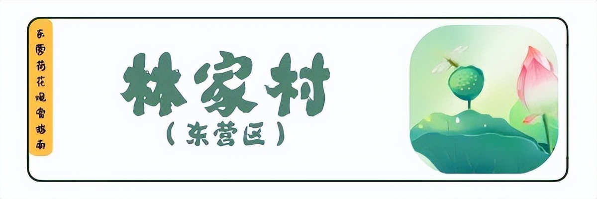 荷你有约环创,荷你有约完整视频