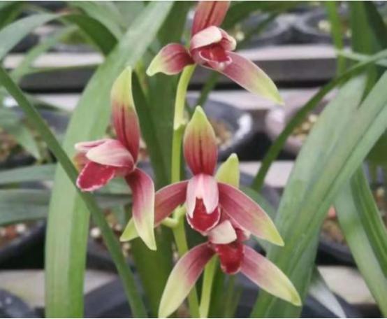 建兰的奇花有哪些,国兰第一红素兰花