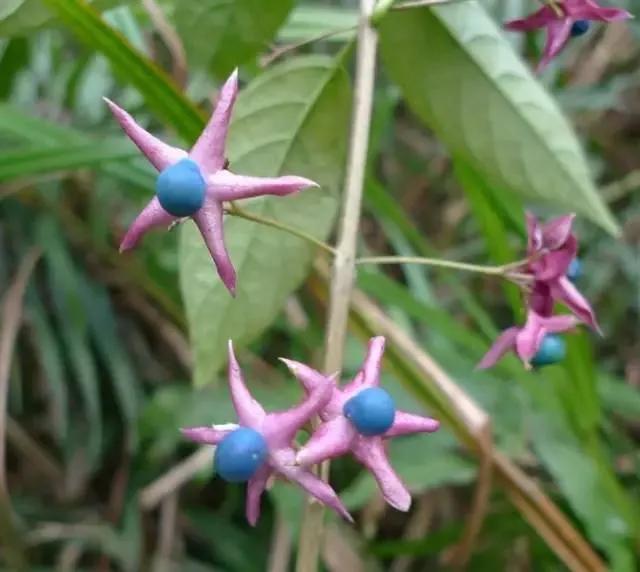 五星花有什么特点,五星花最漂亮的品种