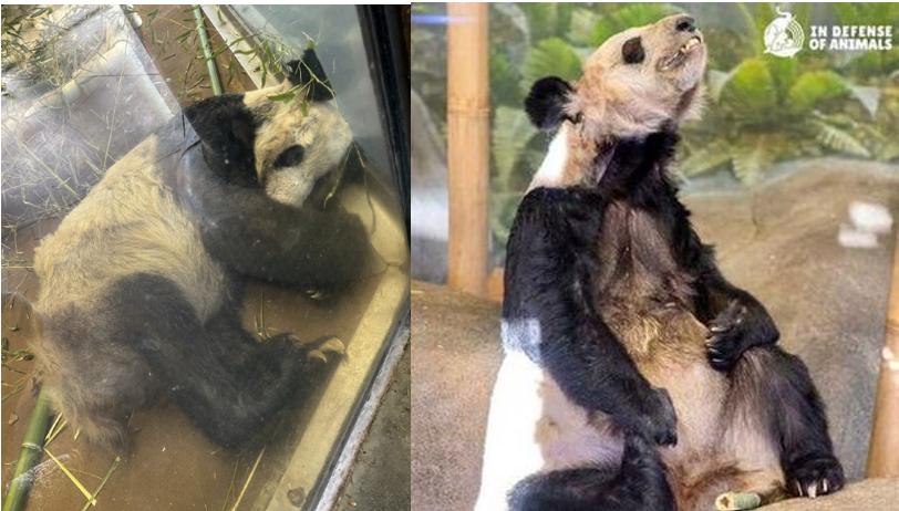 熊猫在各国的待遇相差到底有多大,熊猫在各国待遇