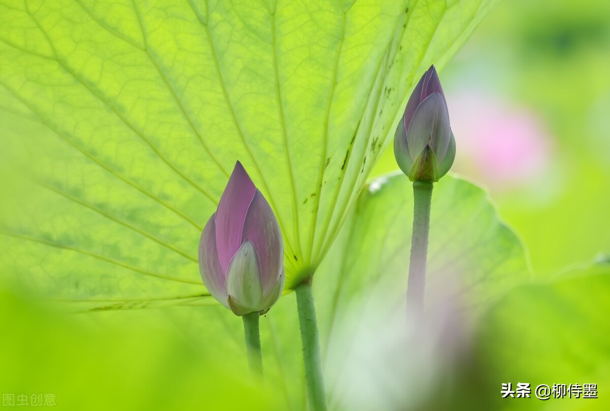 怎么拍出水墨意境摄影,怎样拍好荷花人像摄影