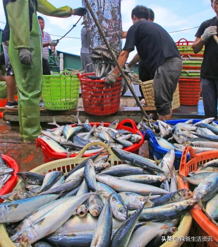 海鱼为什么都是死鱼,内陆为什么买不到活海鱼