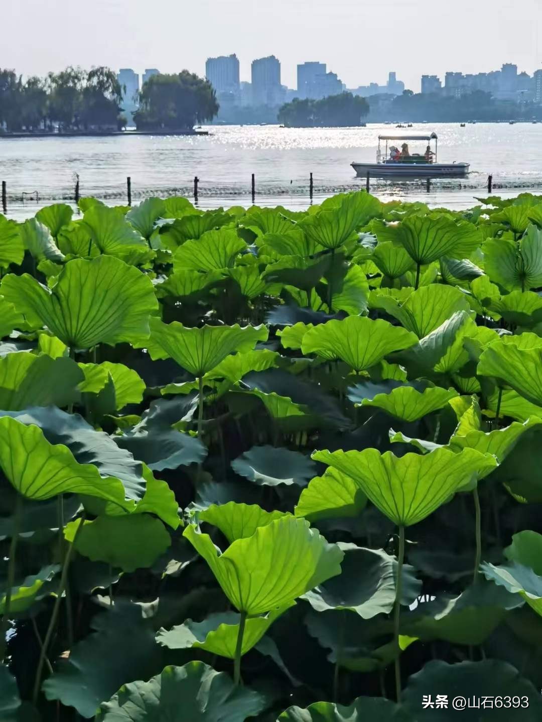 「战友美拍」“荷颂”系列17:陶俊峰的《荷叶之美》