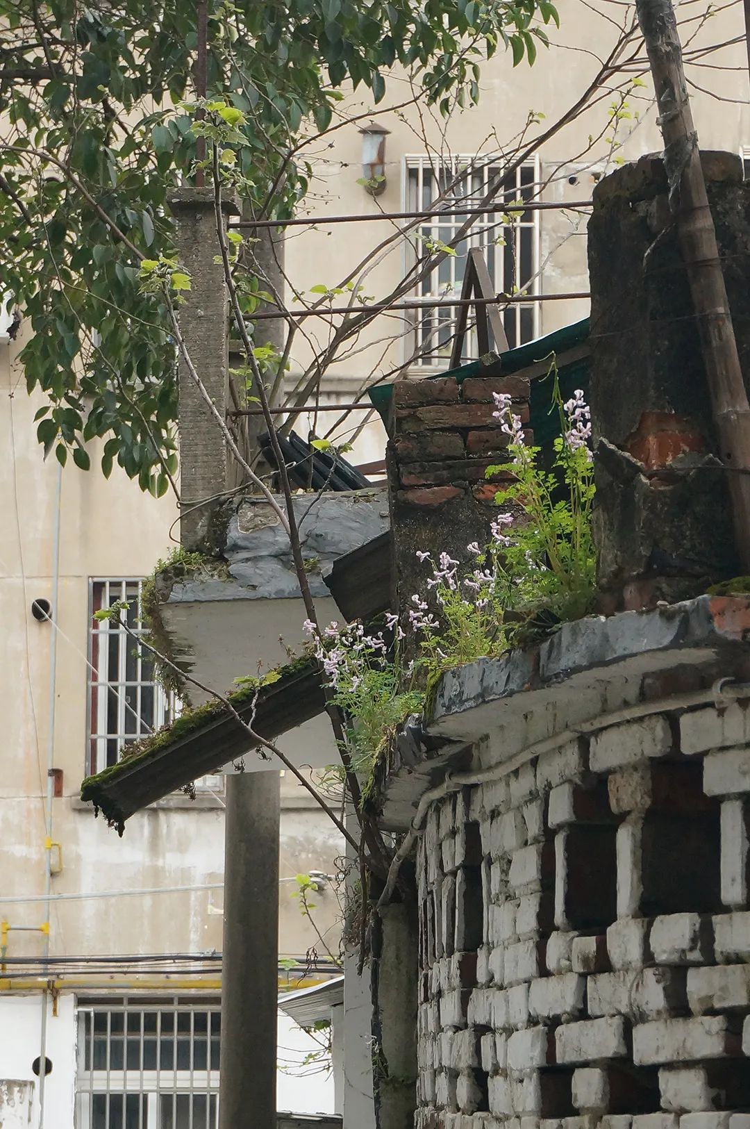 苏州宜居的地方是哪里,苏州是个宜居城市吗