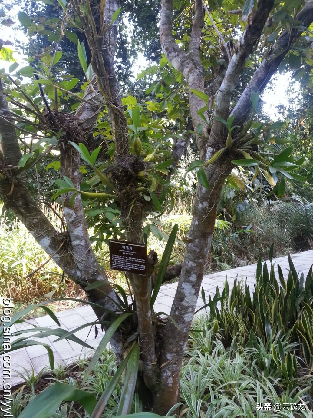 西双版纳磨憨自驾游攻略,自驾游云南版纳旅游攻略