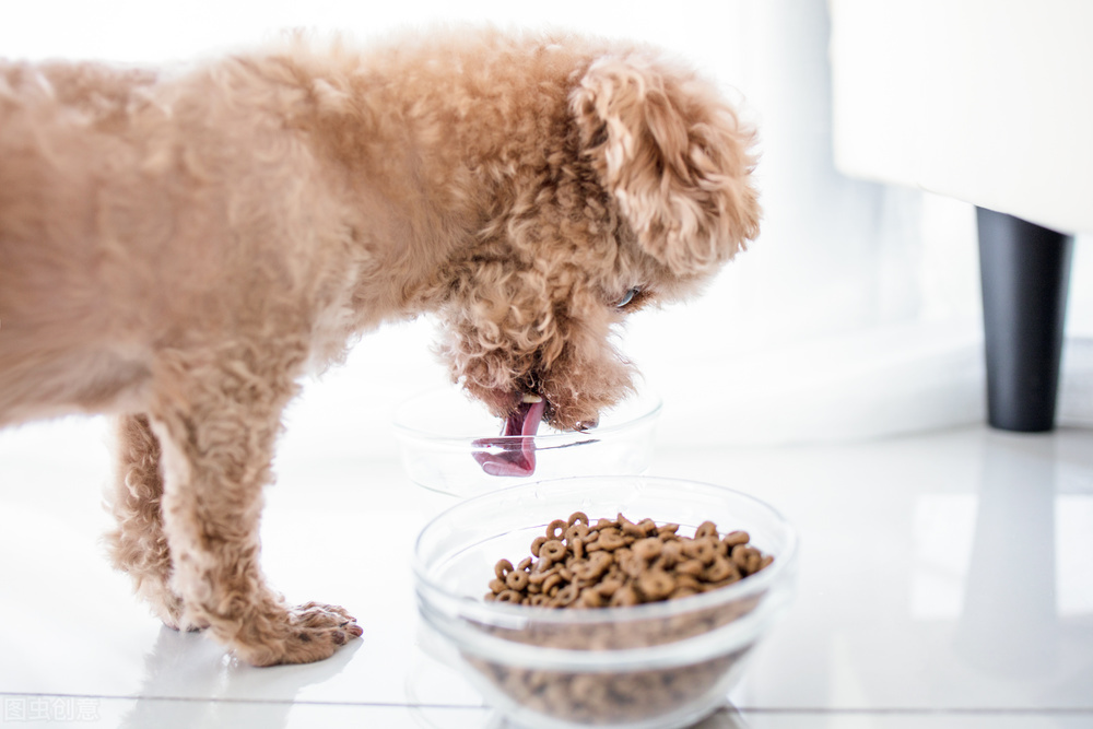 泰迪犬后腿突然不敢落地,泰迪犬后腿无力补什么合适