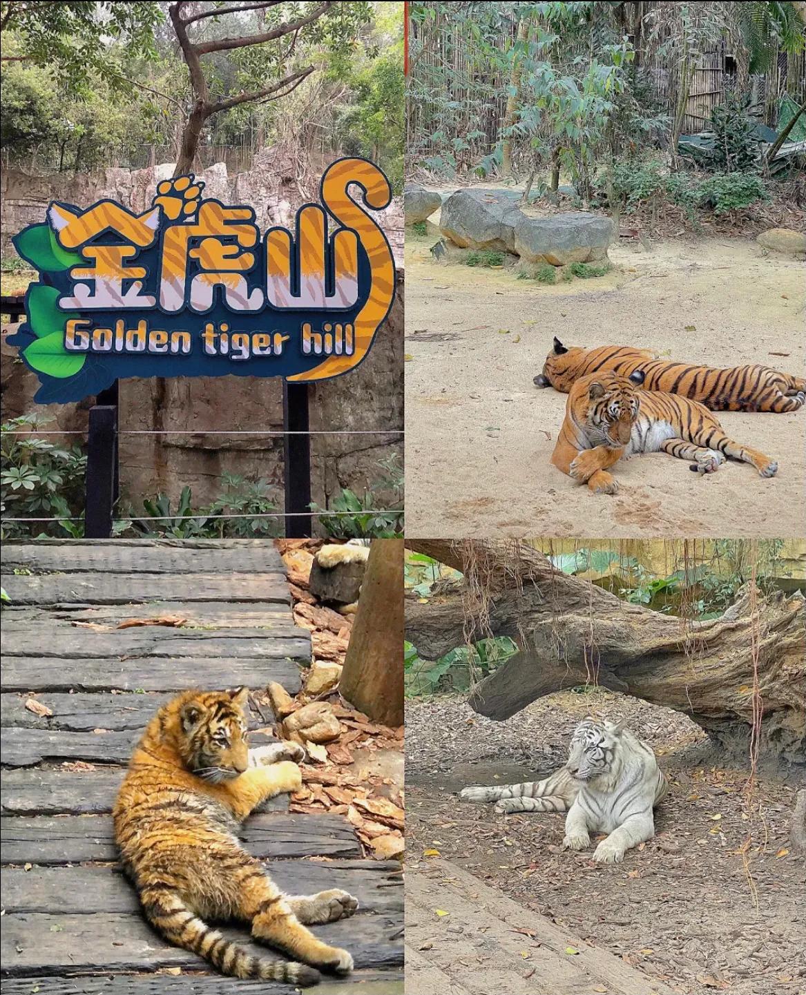 香江野生动物园和长隆野生动物园,广州长隆野生动物园可以开车进吗