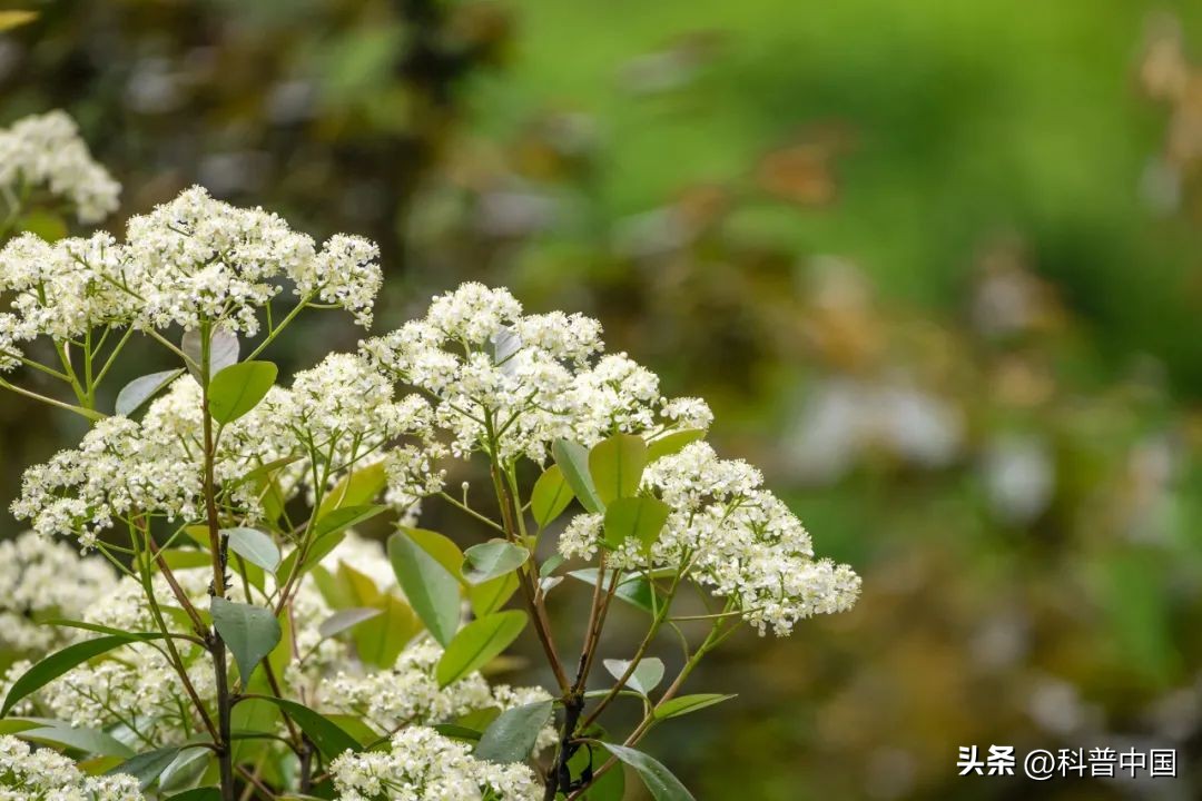 石楠花很臭为什么满大街都种呢,石楠花好臭为什么满大街都种