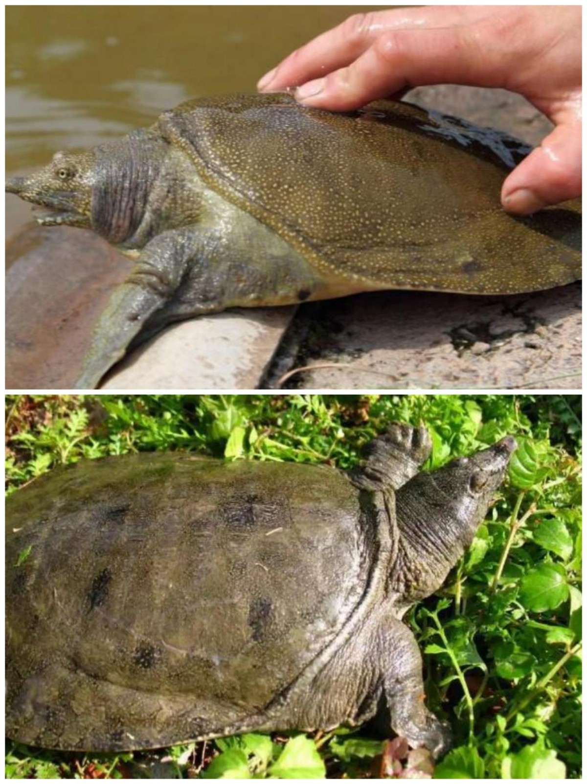 闈掓潙鑼惰垗娲诲姩鏂规,闈掓潙鑼惰垗浼樻儬鍥㈣喘