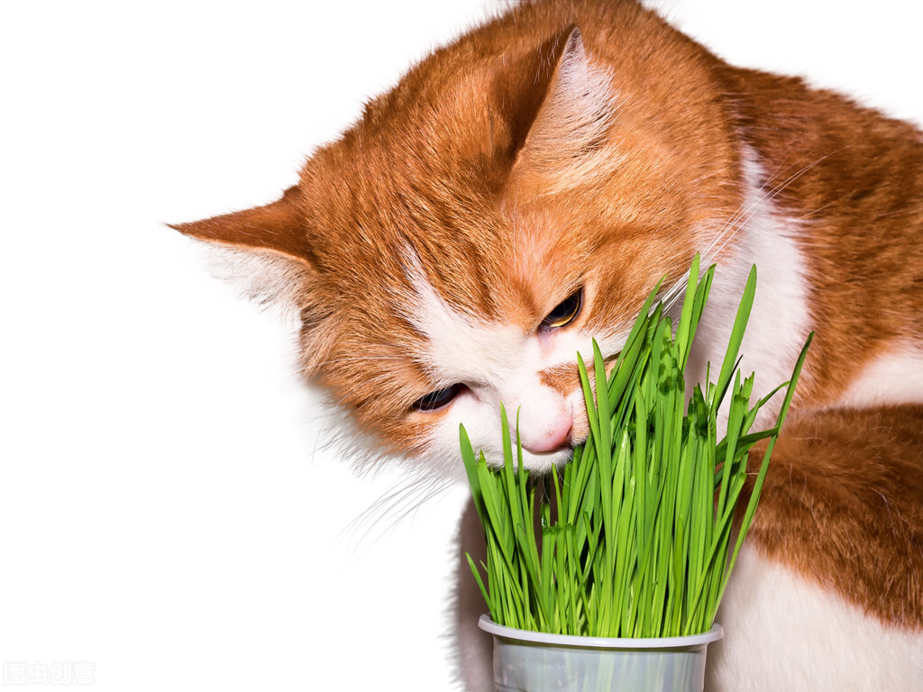 猫咪不吃猫草怎么办,猫咪不吃猫草也不吃化毛膏怎么办