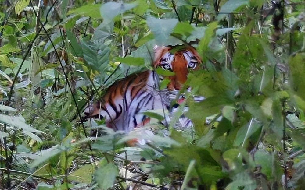 周正龙诈骗案判几年,周正龙的华南虎事件一审判决书