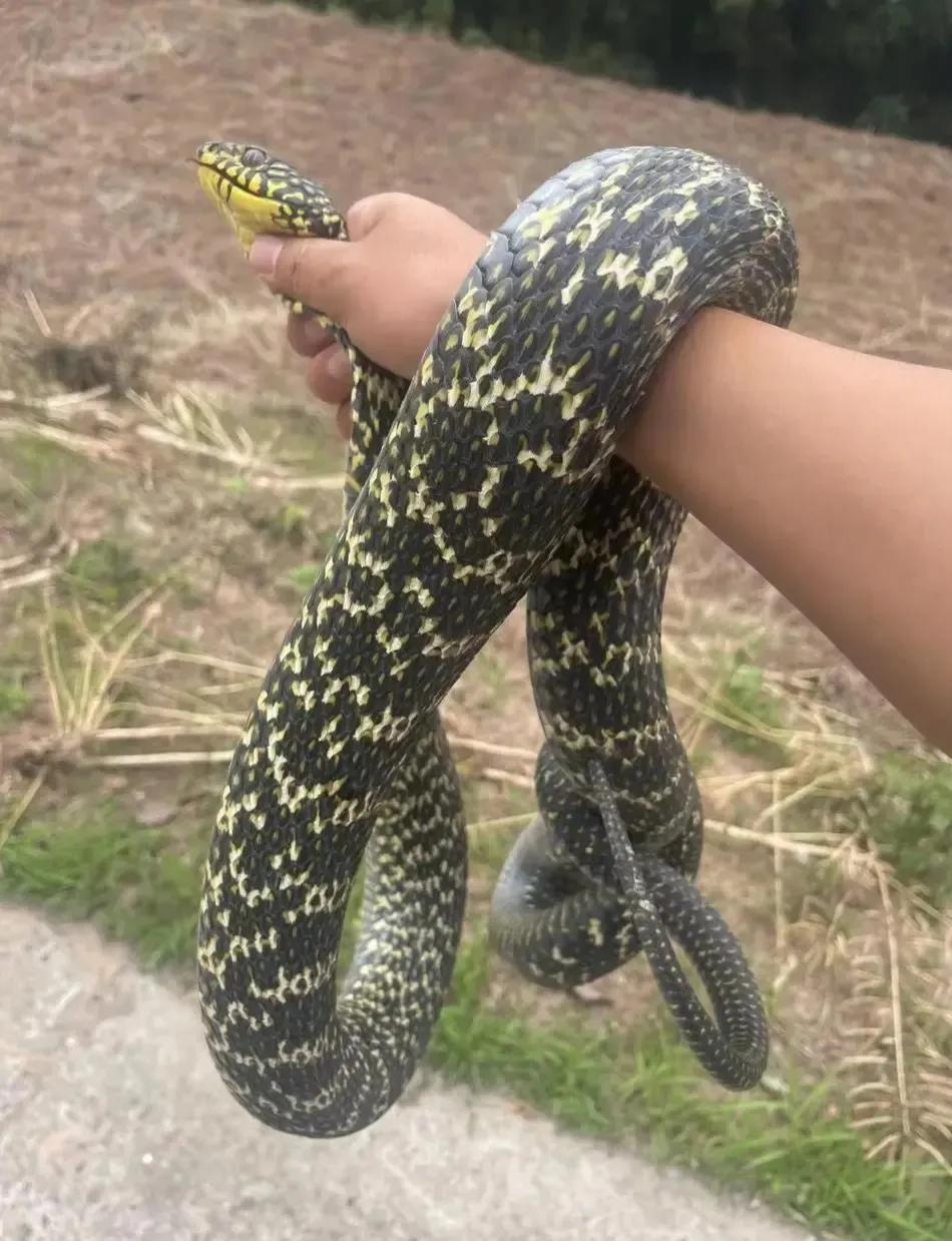 大王蛇属于小型蛇还是大型蛇,大王蛇为什么各种蛇都怕