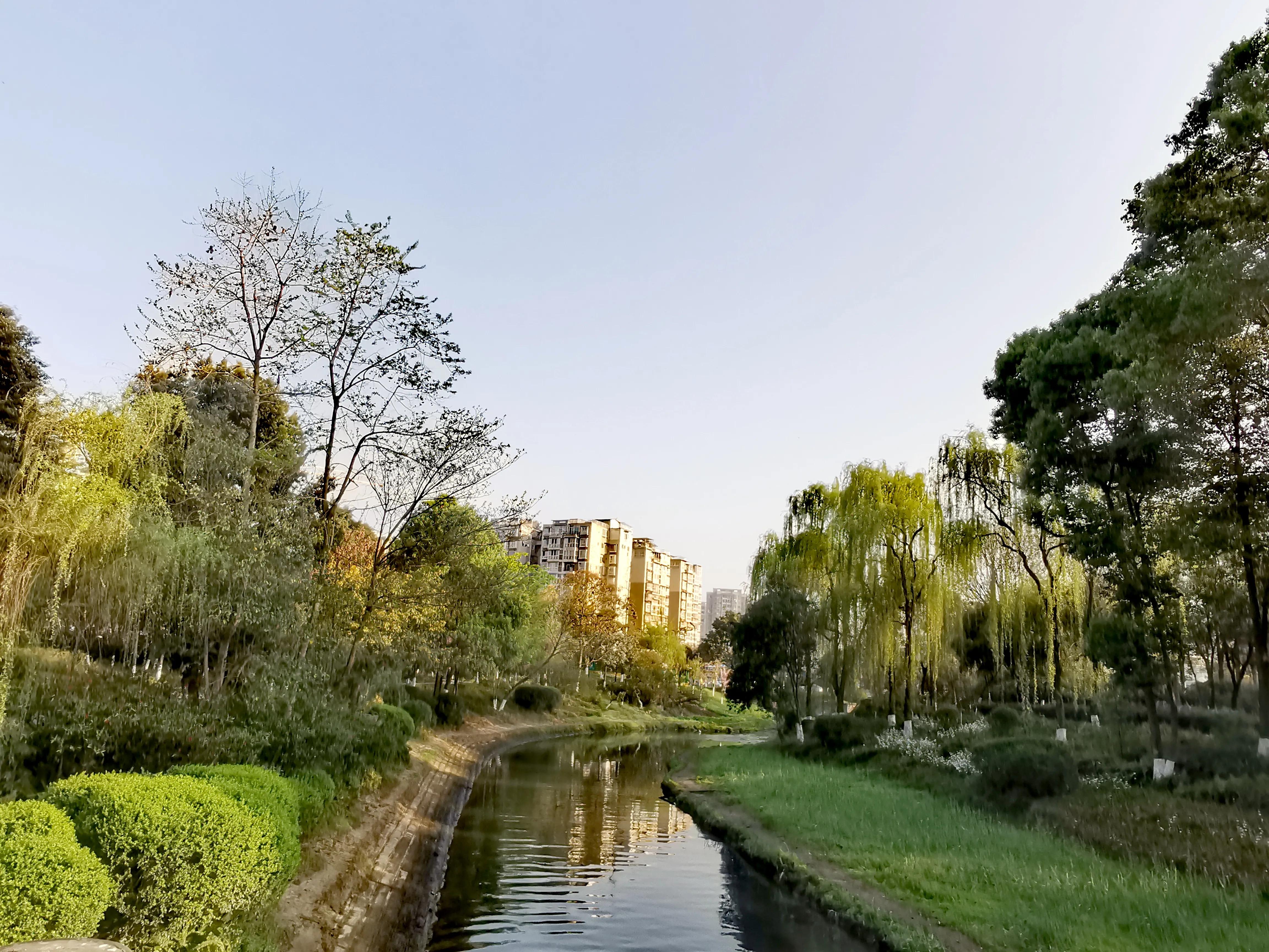 咏柳古诗杨柳,山村咏柳诗